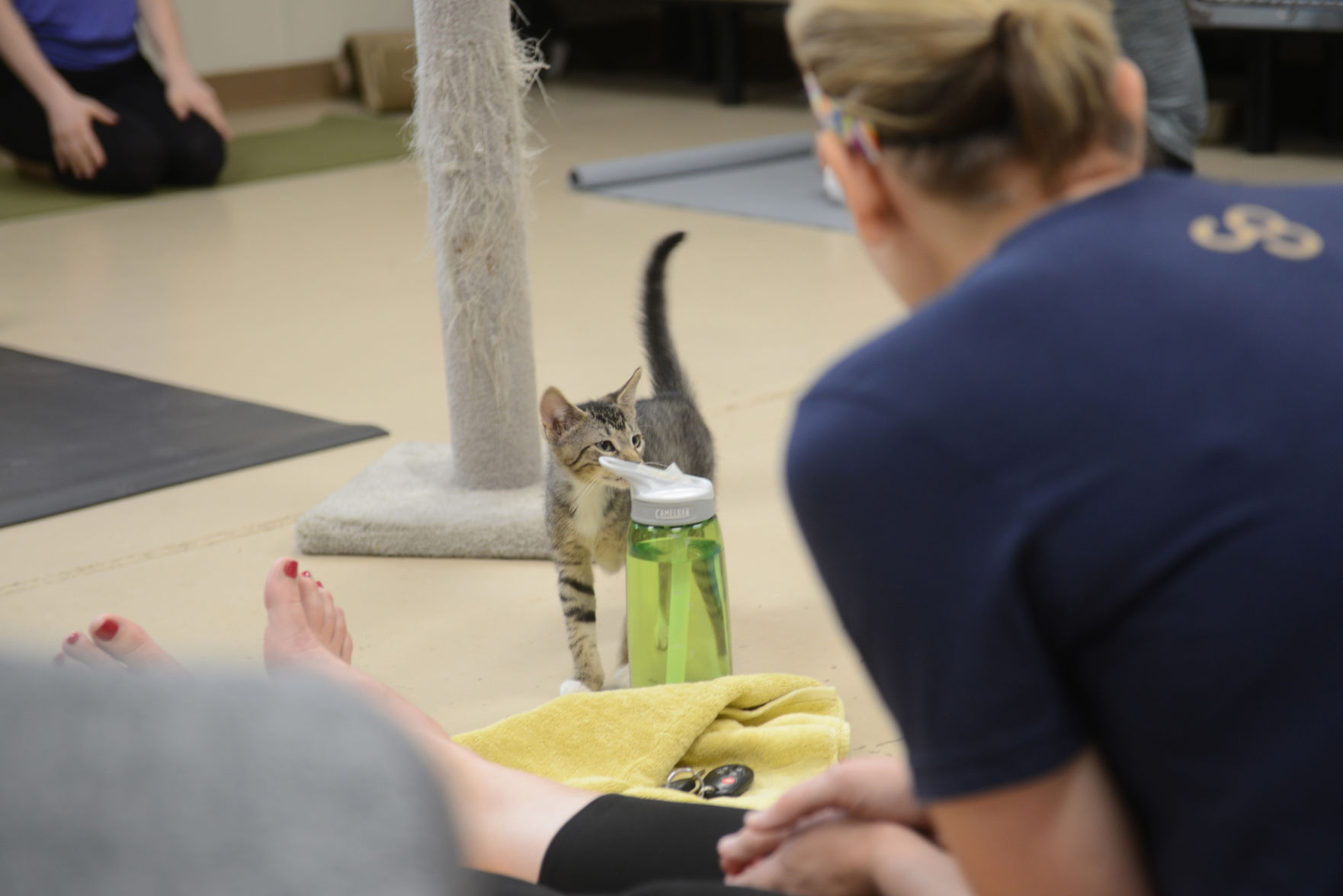 Cat Yoga at Aggieland Humane Society